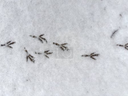 Background of the footprints of the bird feet on wet snow layer on a ground in overcast weather, top view