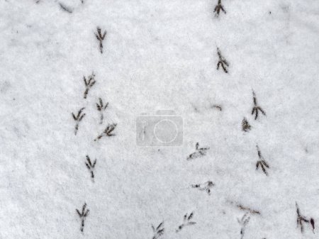 Background of the footprints of the bird feet on wet snow layer on a ground in overcast weather, top view