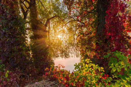 Old willows densely overgrown with Ivy with bright autumn leaves on a pond shore against the calm water with rising fog above the water in autumn at sunrise backlit