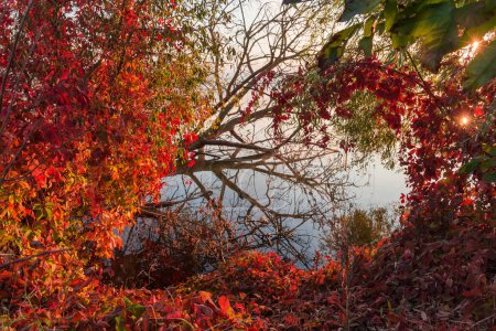 Pond with willows and ivy thickets with bright autumn leaves on bank against the old fallen tree in calm water at sunrise backlit