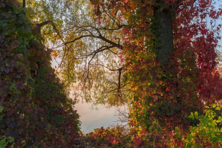 Old willows densely overgrown with Ivy with bright autumn leaves on a pond shore against the calm water with rising fog above the water in autumn at sunrise backlit