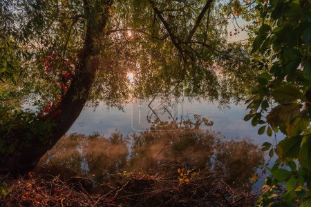 Pond with old willow on bank and calm water with rising fog above the water in autumn at sunrise backlit