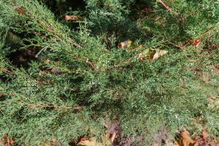 Juniper bush with not numerous fruits in autumn park, top view of bush fragment close-up in sunny day