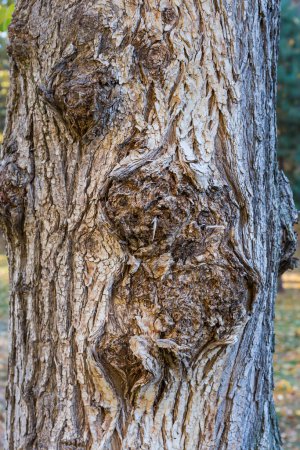 Foto de Fragmento del tronco nudoso del viejo árbol caducifolio a la sombra - Imagen libre de derechos