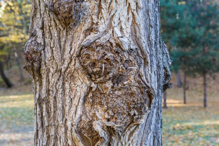 Foto de Fragmento del tronco nudoso anudado del viejo árbol caducifolio de cerca a la sombra sobre un fondo borroso de césped y otros árboles - Imagen libre de derechos