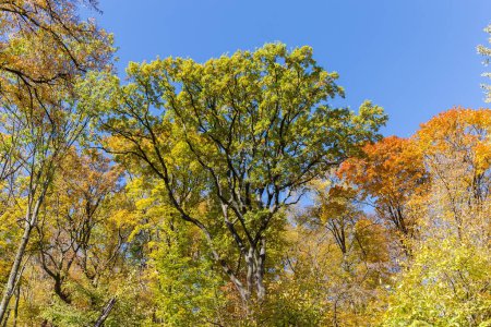 Top of the white oak with ramified branches among the other tops of different trees with autumn leaves, view from bottom to top against the clear sky in sunny day