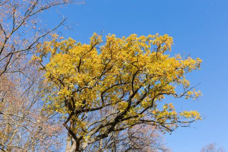 Top of the white oak with ramified branches and autumn leaves against the clear sky with flying fallen leaves in sunny day, view from bottom to top