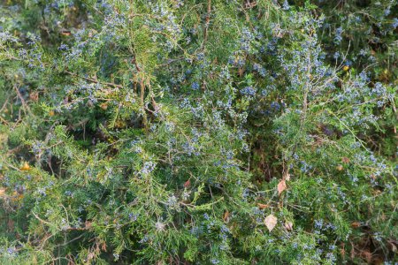 Juniper bush with numerous blue fruits in autumn park, fragment close-up in sunny morning