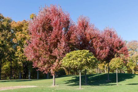 Group of Acer rubrum trees, also known as red maples with bright red autumn leaves growing on a lawn edge against the forest and sky in park in sunny day
