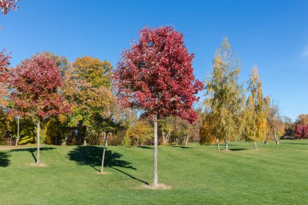 Des érables rouges et des bouleaux aux feuilles d'automne brillantes poussant seuls sur le bord d'une pelouse contre la forêt et le ciel dans le parc par temps ensoleillé