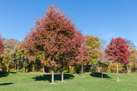 Group of Acer rubrum trees, also known as red maples with bright red autumn leaves growing on a lawn edge against the forest and sky in park in sunny day