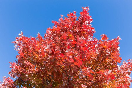 Haut de l'Acer rubrum, également connu sous le nom d'érable rouge avec des feuilles d'automne rouge vif sur un fond de ciel clair, vue du bas vers le haut par temps ensoleillé