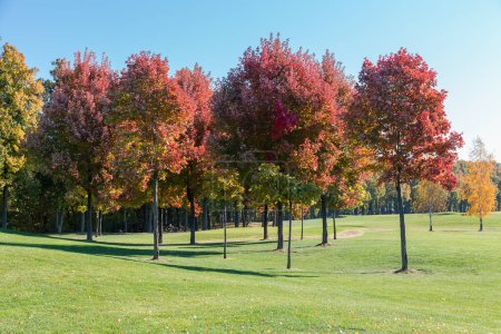 Groupe d'Acer rubrum, également connu sous le nom d'érables rouges avec des feuilles d'automne rouge vif poussant sur le bord d'une pelouse contre la forêt et le ciel dans le parc par temps ensoleillé
