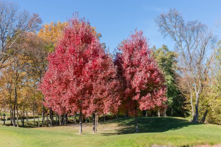 Groupe d'Acer rubrum, également connu sous le nom d'érables rouges avec des feuilles d'automne rouge vif poussant sur le bord d'une pelouse contre la forêt et le ciel dans le parc par temps ensoleillé