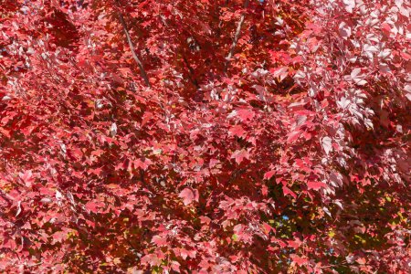 Branches d'Acer rubrum, également connu sous le nom d'érable rouge avec des feuilles d'automne rouge vif, fragment d'arbre dans une journée ensoleillée et venteuse