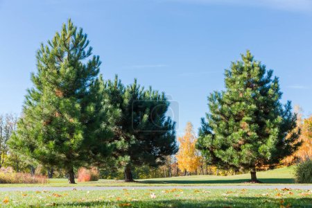 Foto de Pinos blancos ornamentales que crecen en el césped contra los otros árboles y el cielo despejado en el parque de otoño en el día soleado - Imagen libre de derechos
