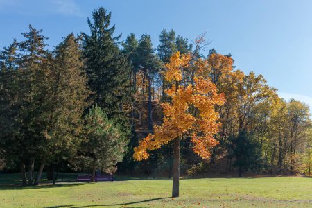 Old tulip tree with bright yellow autumn leaves growing singly among the lawn against the hill overgrown with forest in park in sunny day backlit