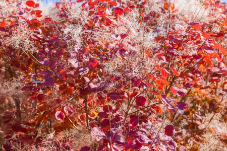 Fragment of the ornamental bush of Eurasian smoke tree, also known as Venetian sumach with bright red autumn leaves and inflorescences covered with white hairs after flowers fall off in sunny day