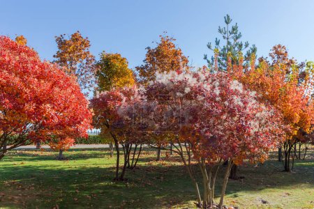 Bushes of Eurasian smoke tree, also known as Venetian sumach with bright red autumn leaves among the other ornamental trees and bushes in park