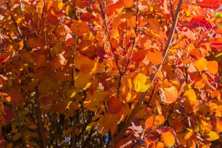 Fragment of the ornamental bush of Eurasian smoke tree, also known as Venetian sumach with bright red and yellow autumn leaves in sunny day