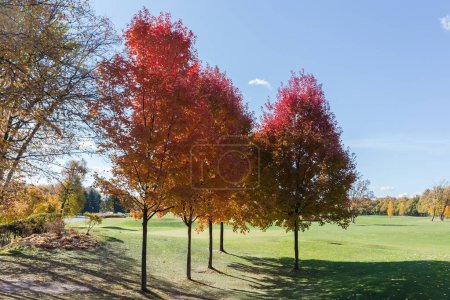 Groupe d'Acer rubrum, également connu sous le nom d'érables rouges avec des feuilles d'automne rouge vif poussant sur le bord de la grande pelouse dans un jour ensoleillé rétroéclairé