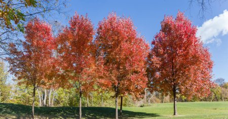Groupe d'Acer rubrum, également connu sous le nom d'érables rouges avec des feuilles d'automne rouge vif poussant sur le bord d'une pelouse contre la forêt et le ciel par temps ensoleillé