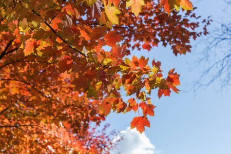 Branche d'Acer rubrum, également connu sous le nom d'érable rouge avec des feuilles d'automne rouge vif sur un fond flou d'autres branches du même arbre et le ciel dans une journée ensoleillée