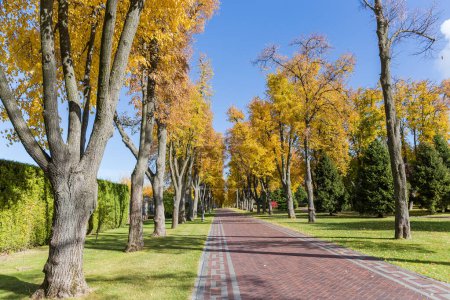 Photo for Alley of the old lindens on both sides with yellow leaves and path paved with stone paving tiles in autumn park in sunny day - Royalty Free Image