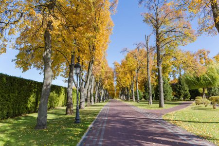 Allee der alten Linden auf beiden Seiten mit gelben Blättern und Weg gepflastert mit Pflastersteinen im Herbstpark bei sonnigem Tag