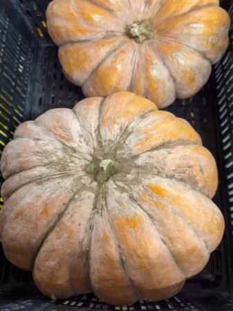 Two large round heavily ribbed yellow nutmeg pumpkins flattened shape, variety Provencal pumpkin in the black plastic container