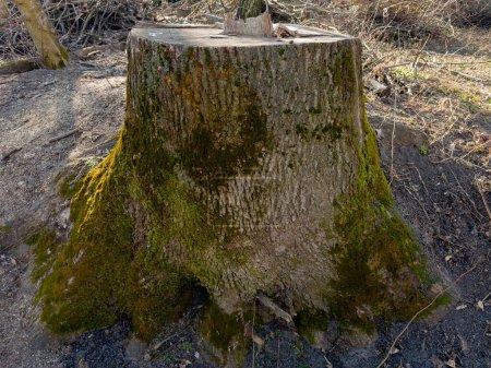 Stump of the old thick ash tree with bark overgrown with moss, side view in sunny spring evening backlit