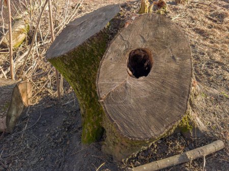 Doble tocón del viejo fresno grueso con corteza cubierta de musgo y con hueco en uno de los troncos en la soleada noche de primavera