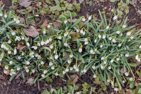 Téléchargez les photos : Arbustes du Galanthus en fleurs, également connu sous le nom de gouttes de neige contre le sol par temps couvert au début du printemps, vue de dessus - en image libre de droit