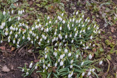 Bushes of the blooming Galanthus, also known as snowdrops against the soil and other plants in overcast weather in early springtime
