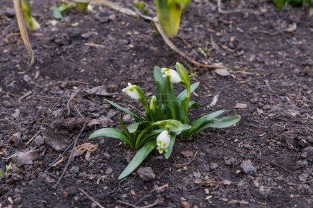 Téléchargez les photos : Buisson de la floraison Leucojum vernum, également connu sous le nom de flocons de neige de printemps contre le sol par temps couvert - en image libre de droit