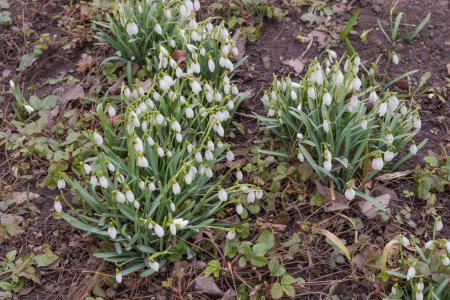 Téléchargez les photos : Arbustes du Galanthus fleuri, également connu sous le nom de gouttes de neige contre le sol et d'autres plantes par temps couvert au début du printemps - en image libre de droit