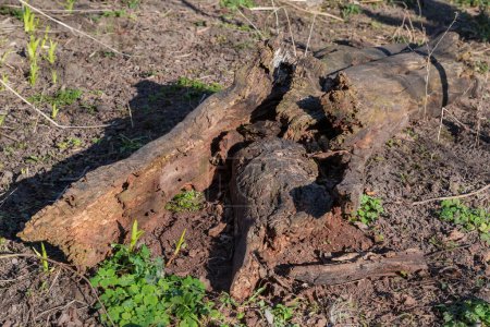 Part of the dry rotten trunk of fallen deciduous tree without a bark at spring sunny day