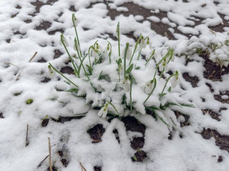 Téléchargez les photos : Bush of the blooming Galanthus, également connu sous le nom de gouttes de neige saupoudré de neige fraîchement tombée par temps couvert au début du printemps - en image libre de droit