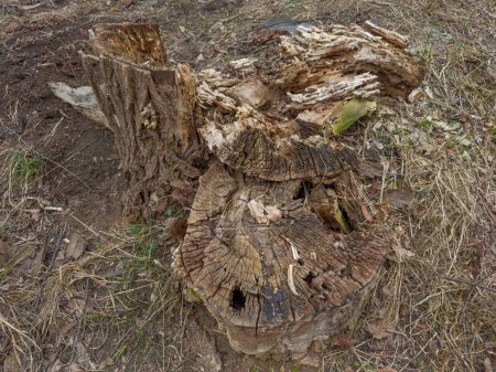 Rotten partly destroyed stump of the old thick tree in overcast spring day