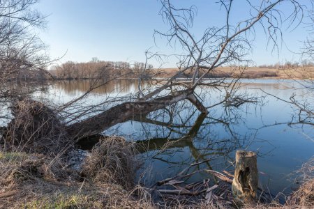 Lago con árbol seco viejo desarraigado caído en el agua tranquila en un primer plano en la tarde soleada de primavera