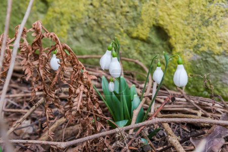 Photo for Bush of the blooming snowdrops pushing through the dry branches, view from the bottom shooting point against the old wall in overcast spring weather - Royalty Free Image
