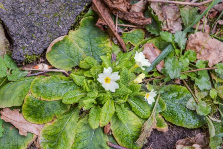 Bush of the blooming Primula vulgaris, also known as common primrose with white flowers, top view in overcast rainy spring day