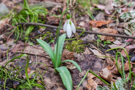Wet plant of the blooming snowdrop , view from the bottom shooting point on a blurred background in overcast rainy spring weather