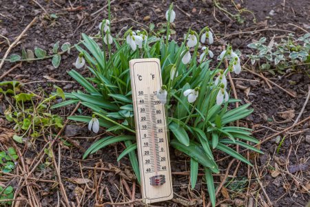 Téléchargez les photos : Bush des gouttes de neige en fleurs avec thermomètre extérieur en bois alcool contre le sol par temps nuageux printemps - en image libre de droit