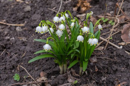 Téléchargez les photos : Buisson de la floraison Leucojum vernum, également connu sous le nom de flocons de neige de printemps contre le sol par temps couvert - en image libre de droit