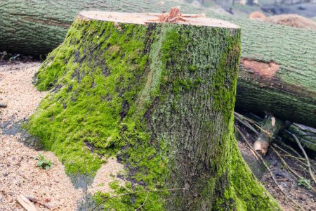 Tombe du vieux frêne épais avec écorce envahie de mousse, vue de côté contre les parties du tronc sciées dans la matinée de printemps couvert