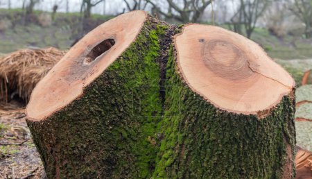Foto de Doble tronco del viejo fresno grueso con corteza cubierta de musgo y con hueco en uno de los troncos en la mañana de primavera nublado - Imagen libre de derechos