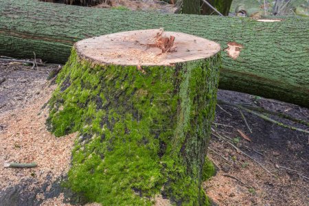 tocón del viejo fresno grueso con corteza cubierta de musgo, vista lateral contra las partes del tronco aserrado en la mañana de primavera nublado