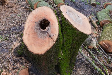 Doble tronco del viejo fresno grueso con corteza cubierta de musgo y con hueco en uno de los troncos en la mañana de primavera nublado