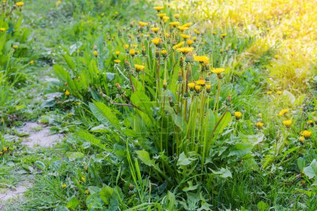 Bushes of the blooming dandelions among the other plants on a meadow in sunny evening in shade